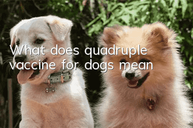 What does quadruple vaccine for dogs mean?