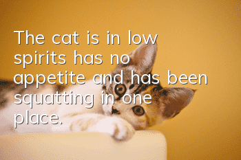 The cat is in low spirits, has no appetite, and has been squatting in one place.