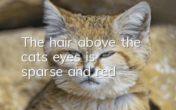 The hair above the cat's eyes is sparse and red