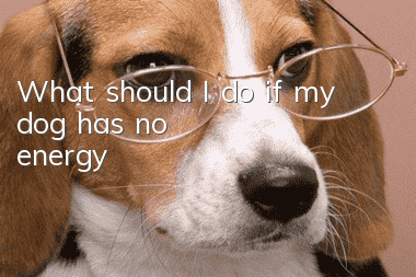 What should I do if my dog has no energy?
