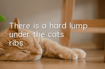 There is a hard lump under the cat's ribs