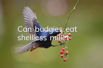 Can budgies eat shellless millet?
