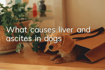 What causes liver and ascites in dogs