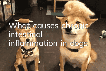 What causes chronic intestinal inflammation in dogs?