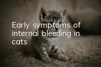 Early symptoms of internal bleeding in cats