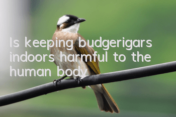Is keeping budgerigars indoors harmful to the human body?