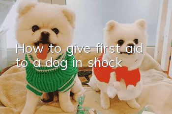 How to give first aid to a dog in shock