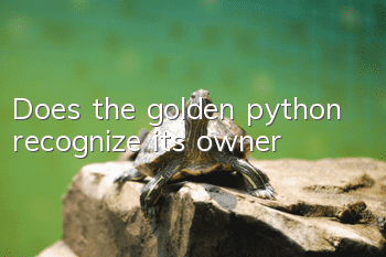 Does the golden python recognize its owner?
