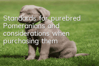 Standards for purebred Pomeranians and considerations when purchasing them