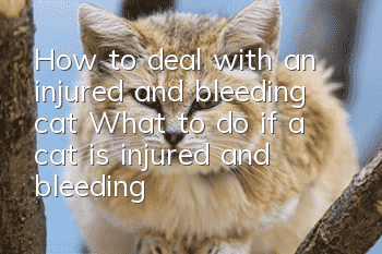 How to deal with an injured and bleeding cat What to do if a cat is injured and bleeding