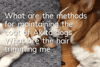 What are the methods for maintaining the coat of Akita dogs? What are the hair trimming methods?