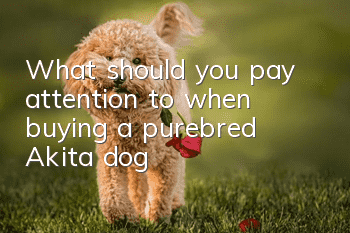 What should you pay attention to when buying a purebred Akita dog?