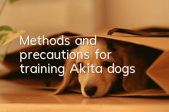 Methods and precautions for training Akita dogs