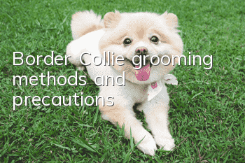 Border Collie grooming methods and precautions