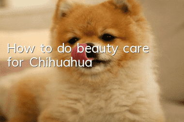 How to do beauty care for Chihuahua?
