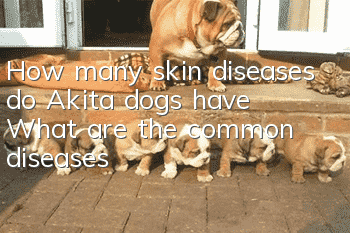 How many skin diseases do Akita dogs have? What are the common diseases?