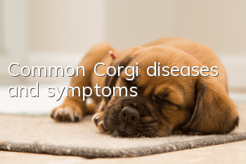 Common Corgi diseases and symptoms