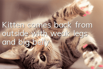 Kitten comes back from outside with weak legs and big belly