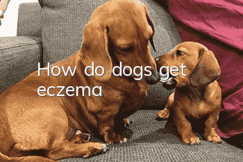 How do dogs get eczema?