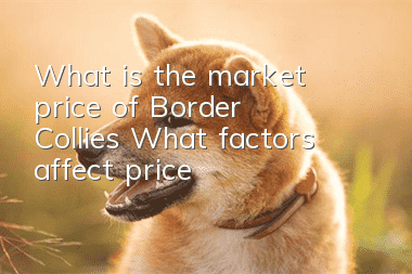 What is the market price of Border Collies? What factors affect price?
