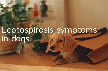 Leptospirosis symptoms in dogs
