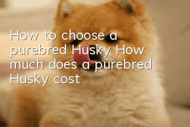 How to choose a purebred Husky? How much does a purebred Husky cost?
