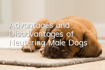 Advantages and Disadvantages of Neutering Male Dogs