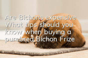 Are Bichons expensive? What tips should you know when buying a purebred Bichon Frize?