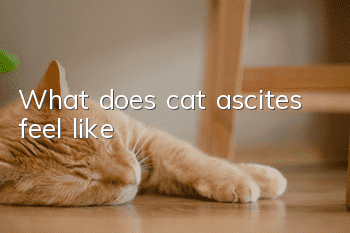 What does cat ascites feel like?
