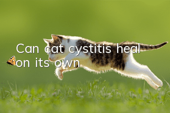 Can cat cystitis heal on its own?