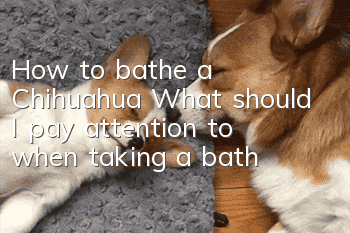How to bathe a Chihuahua? What should I pay attention to when taking a bath?