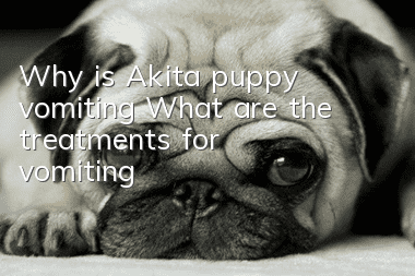 Why is Akita puppy vomiting? What are the treatments for vomiting?
