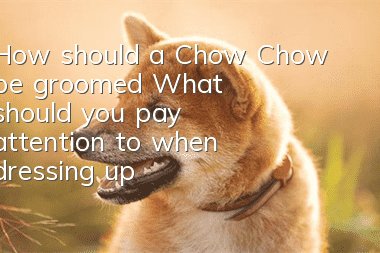 How should a Chow Chow be groomed? What should you pay attention to when dressing up?