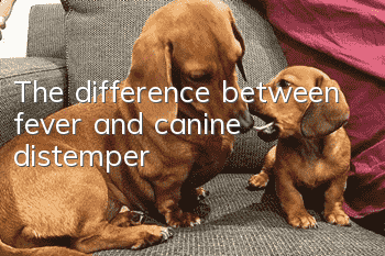 The difference between fever and canine distemper