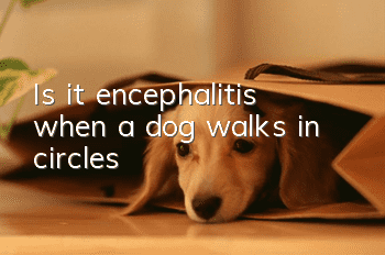 Is it encephalitis when a dog walks in circles?