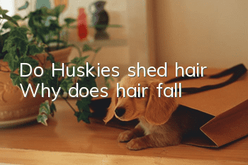 Do Huskies shed hair? Why does hair fall?