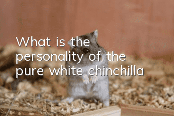 What is the personality of the pure white chinchilla?