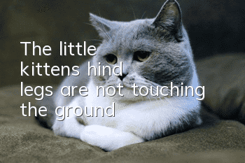 The little kitten's hind legs are not touching the ground
