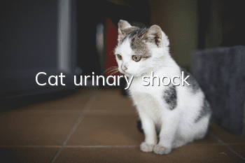 Cat urinary shock