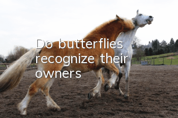 Do butterflies recognize their owners?