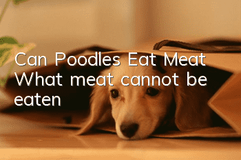 Can Poodles Eat Meat? What meat cannot be eaten?