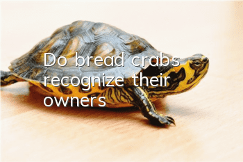 Do bread crabs recognize their owners?