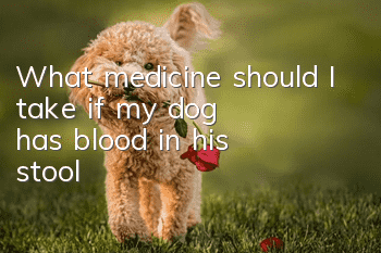 What medicine should I take if my dog has blood in his stool?