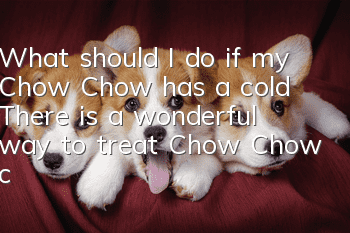 What should I do if my Chow Chow has a cold? There is a wonderful way to treat Chow Chow colds!