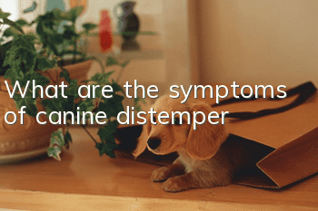 What are the symptoms of canine distemper