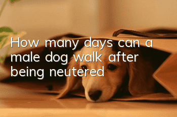 How many days can a male dog walk after being neutered?