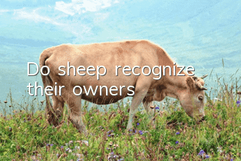 Do sheep recognize their owners?