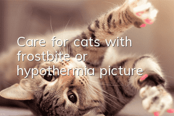 Care for cats with frostbite or hypothermia [picture]