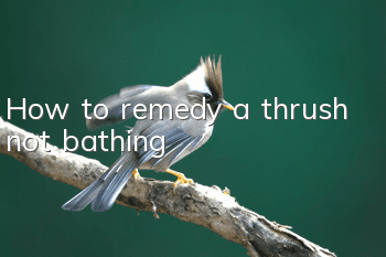How to remedy a thrush not bathing