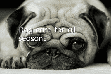 Dog care for all seasons